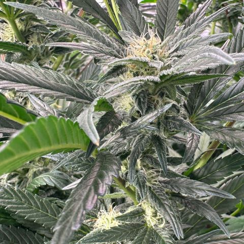 Fuel D.OG #2 Female 49.44g M growlog timeline photo