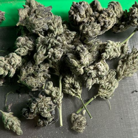 Misc x (LA Kush x Zkittles) #29 25.69g growlog timeline photo