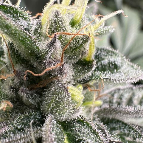 CxLAZ #03 C #1 58.58g growlog timeline photo
