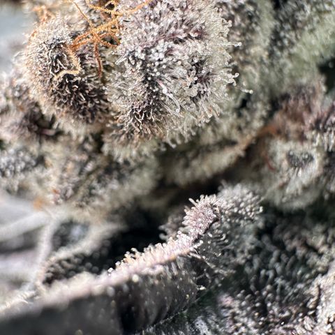 Misc x (LA Kush x Zkittles) #29 25.69g growlog timeline photo