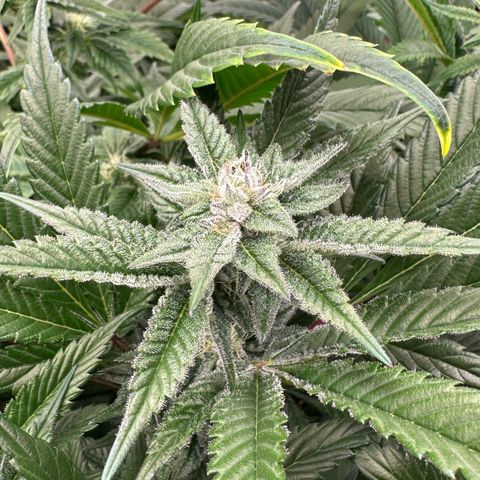 MiscxLAZ #29 C growlog timeline photo