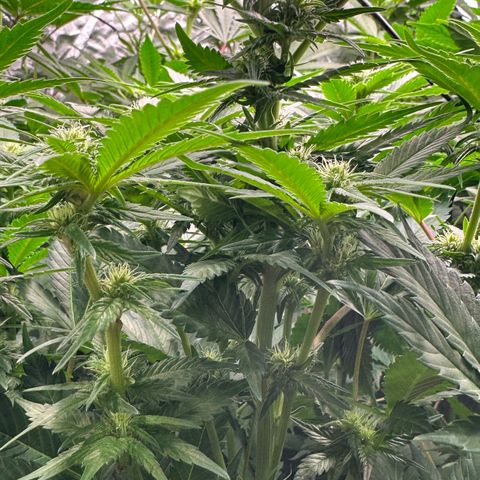 Fuel D.OG #1 Female 47.36g growlog timeline photo