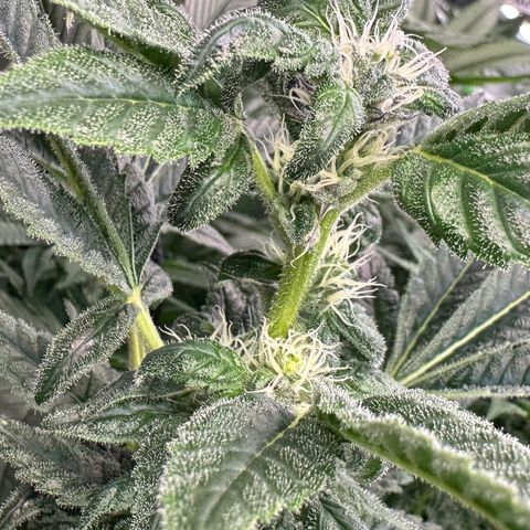 CxLAZ #31 C growlog timeline photo
