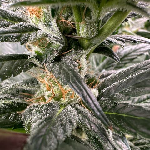Fuel D.OG #2 Female 49.44g M growlog timeline photo