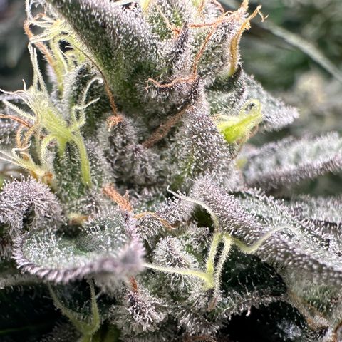CxLAZ #03 C #1 58.58g growlog timeline photo
