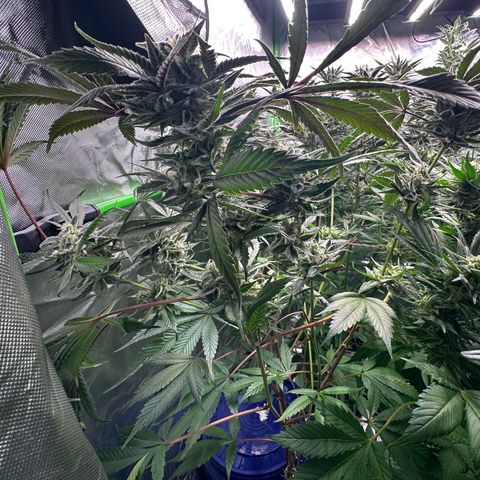 CxLAZ #03 C #1 58.58g growlog timeline photo