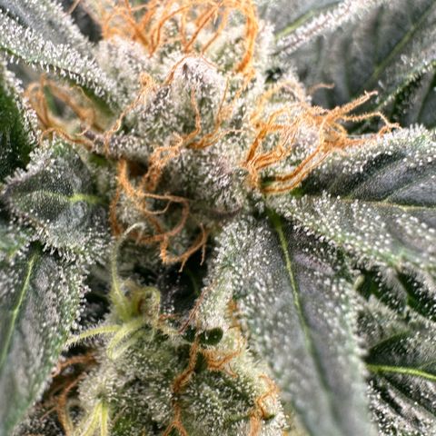 Fuel D.OG #2 Female 49.44g M growlog timeline photo