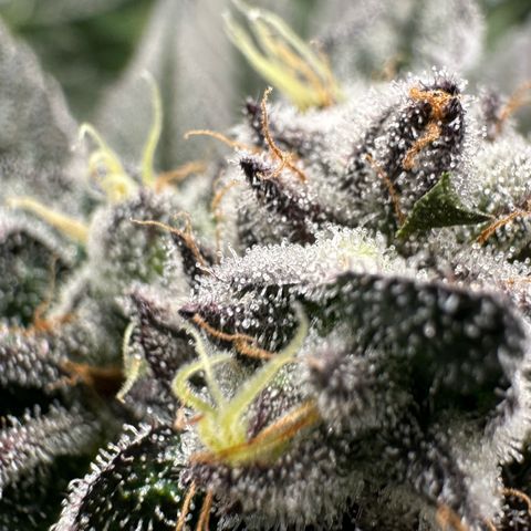 MiscxLAZ #22 C 42.33g growlog timeline photo