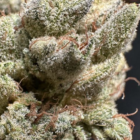 Misc x (LA Kush x Zkittles) #23 28.19g growlog timeline photo