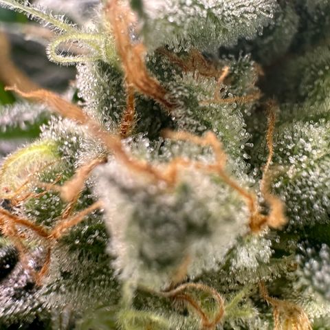 Fuel D.OG #2 Female 49.44g M growlog timeline photo