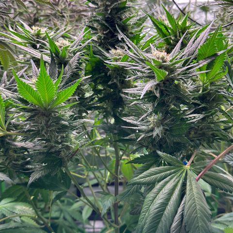Fuel D.OG #1 Female 47.36g growlog timeline photo