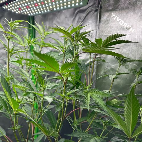 CxLAZ #15 C #1 growlog timeline photo