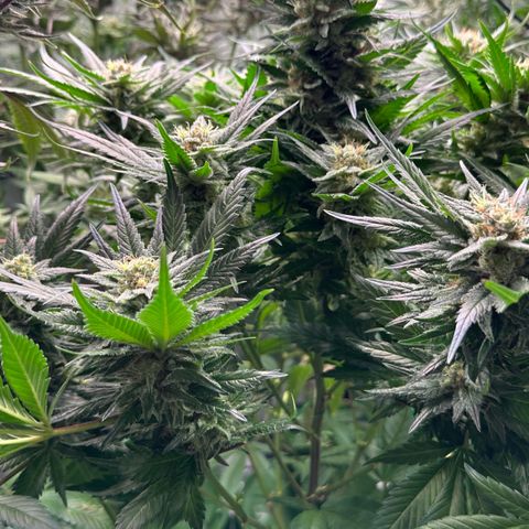 Fuel D.OG #1 Female 47.36g growlog timeline photo