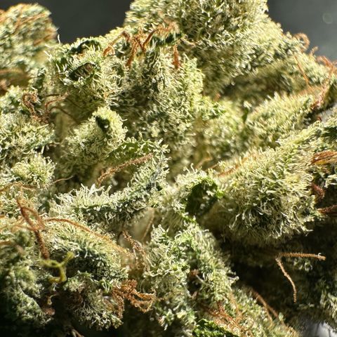 Misc x (LA Kush x Zkittles) #23 28.19g growlog timeline photo