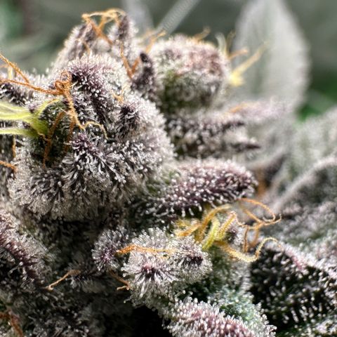 MiscxLAZ #22 C 42.33g growlog timeline photo
