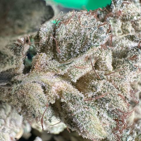 Misc x (LA Kush x Zkittles) #23 28.19g growlog timeline photo