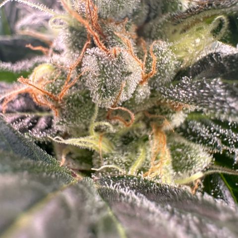 Fuel D.OG #2 Female 49.44g M growlog timeline photo