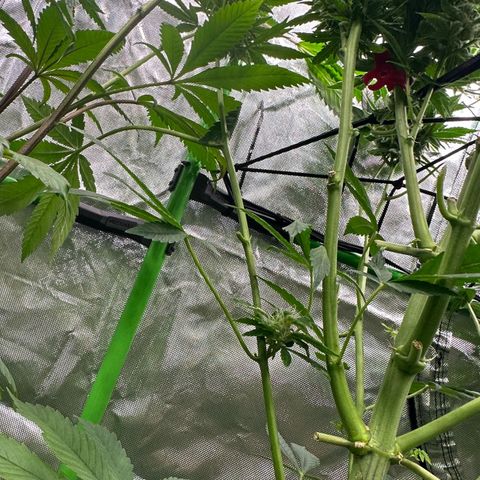 Fuel D.OG #2 Female 49.44g M growlog timeline photo