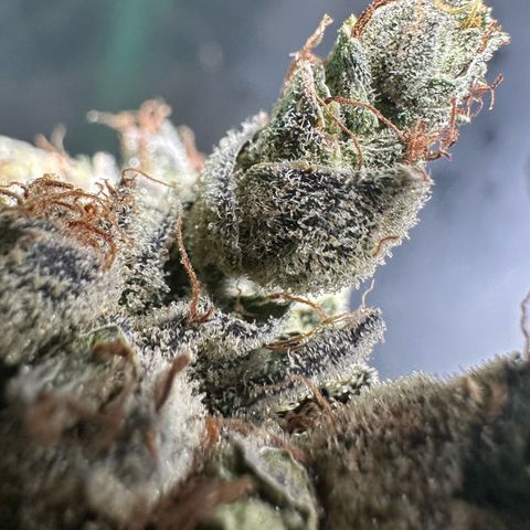 Misc x (LA Kush x Zkittles) #23 28.19g growlog photo: Fox tail