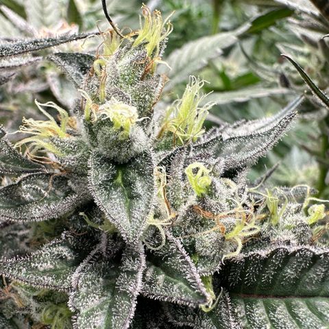CxLAZ #03 C #1 58.58g growlog timeline photo