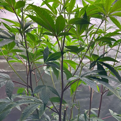MiscxLAZ #26 C #2 growlog timeline photo