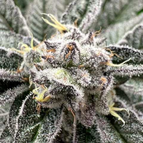 MiscxLAZ #22 C 42.33g growlog timeline photo