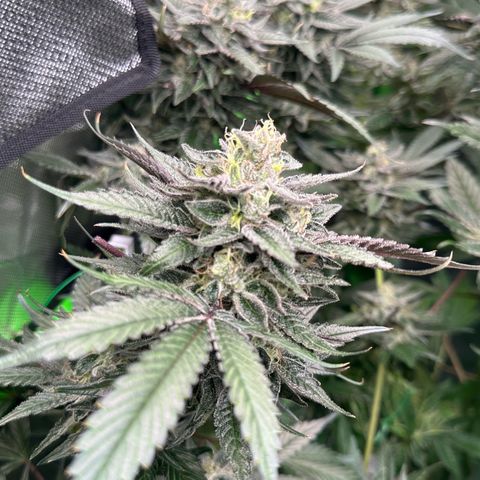 CxLAZ #03 C #1 58.58g growlog timeline photo