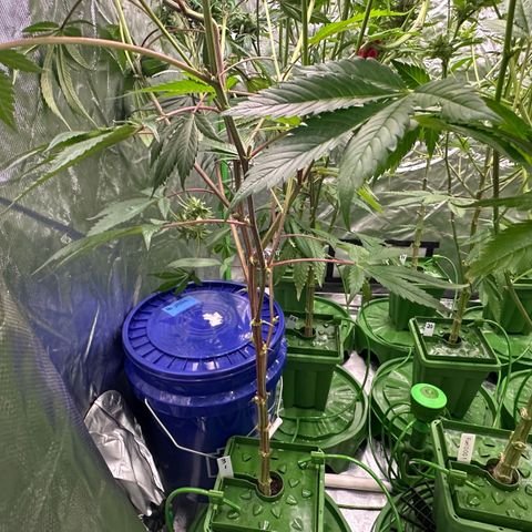 CxLAZ #03 C #1 58.58g growlog timeline photo