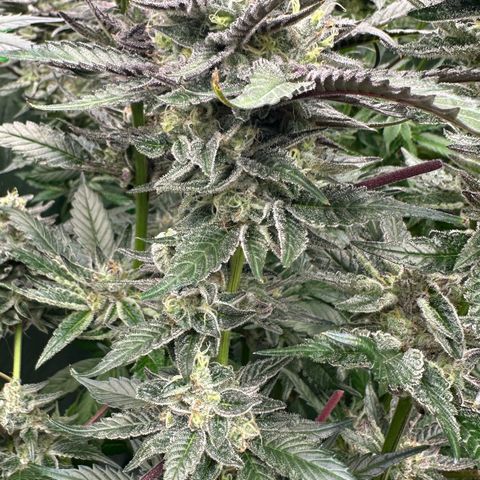 CxLAZ #03 C #1 58.58g growlog timeline photo