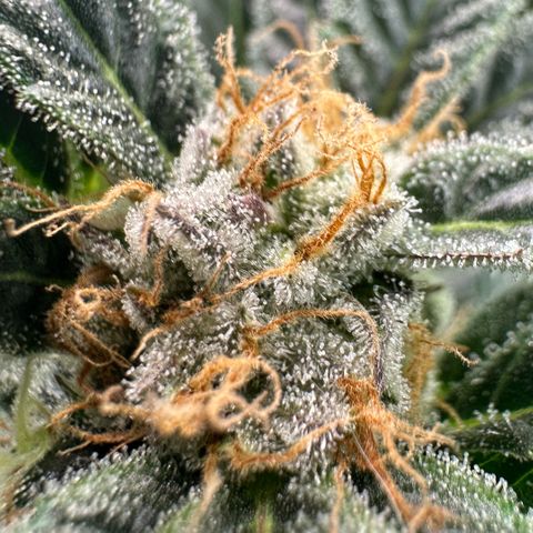 Fuel D.OG #2 Female 49.44g M growlog timeline photo