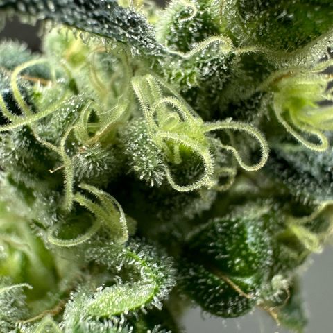 MiscxLAZ #08 C #1 growlog photo: Broke bud off plant