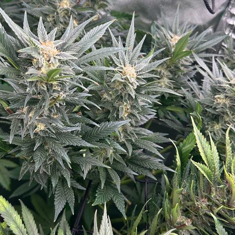 Fuel D.OG #2 Female 49.44g M growlog timeline photo