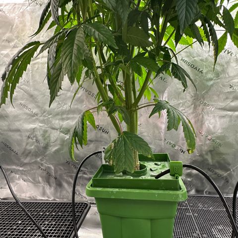 MiscxLAZ #26 C #2 growlog timeline photo