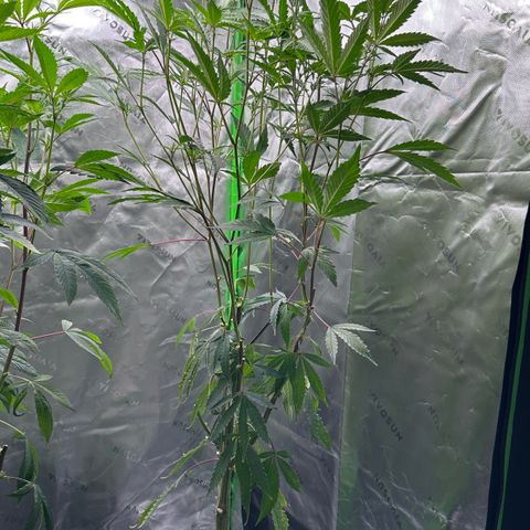 CxLAZ #15 C #1 growlog timeline photo