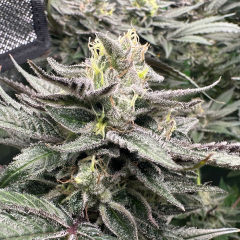 CxLAZ #03 C #1 58.58g growlog timeline photo