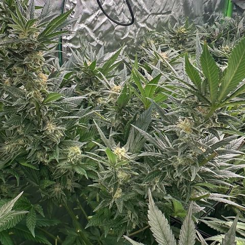 Fuel D.OG #2 Female 49.44g M growlog timeline photo