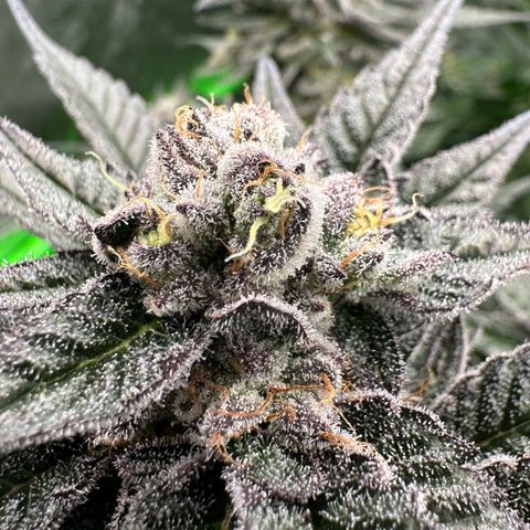 MiscxLAZ #22 C 42.33g growlog timeline photo