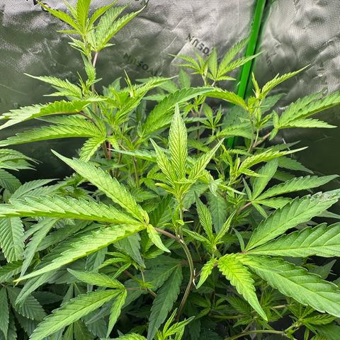 CxLAZ #15 C #1 growlog timeline photo