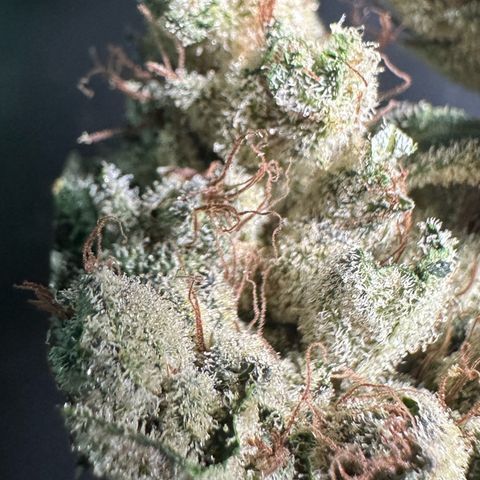 Misc x (LA Kush x Zkittles) #23 28.19g growlog timeline photo