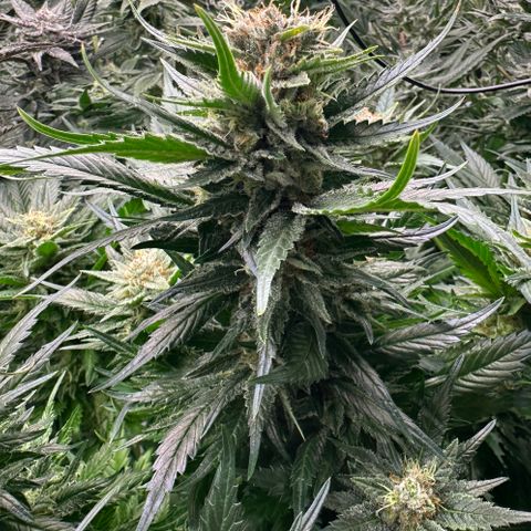 Fuel D.OG #1 Female 47.36g growlog timeline photo