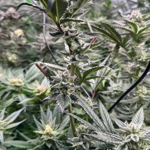 MiscxLAZ #29 C growlog timeline photo