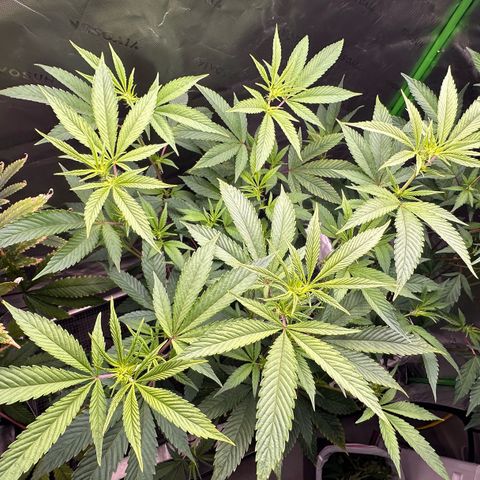 MiscxLAZ #26 C #2 growlog timeline photo