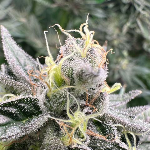 CxLAZ #03 C #1 58.58g growlog timeline photo