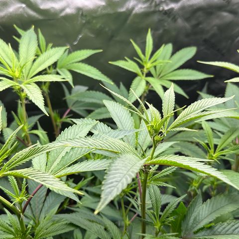 MiscxLAZ #26 C #2 growlog timeline photo