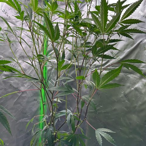 CxLAZ #15 C #1 growlog timeline photo