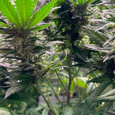 Fuel D.OG #1 Female 47.36g growlog timeline photo
