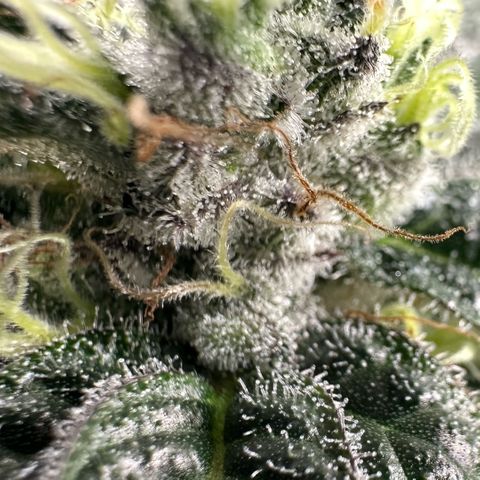 CxLAZ #03 C #1 58.58g growlog timeline photo