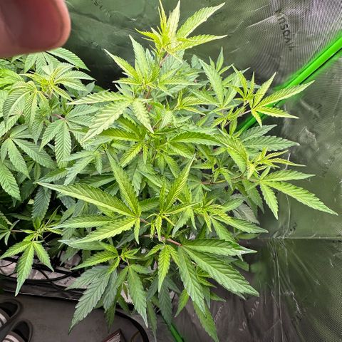 CxLAZ #15 C #1 growlog timeline photo