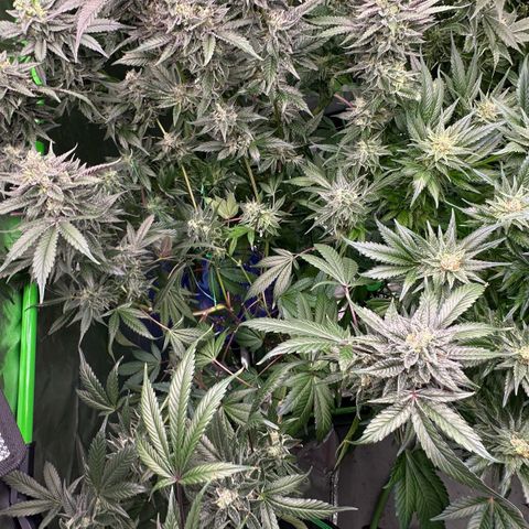 CxLAZ #03 C #1 58.58g growlog timeline photo