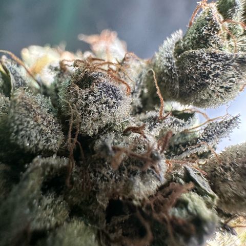 Misc x (LA Kush x Zkittles) #23 28.19g growlog photo: Fox tailing